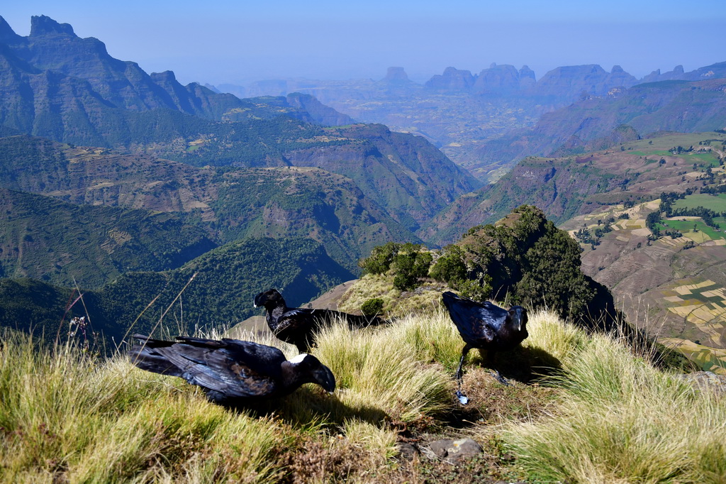 Simien Mountains N.P.